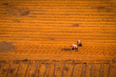 High angle view of farmers working in farm