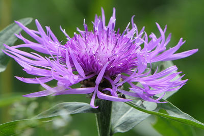 Close-up of purple flowering plant