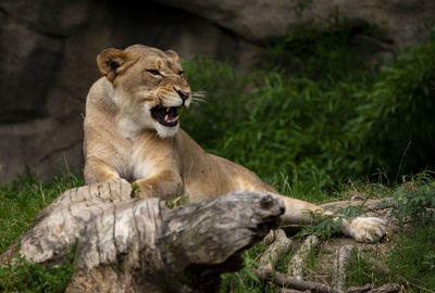 Lioness lying in zoo
