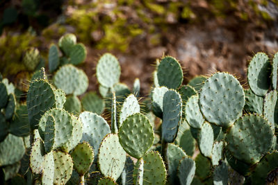 Close-up of prickly pear cactus