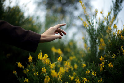 Cropped image of person on flowering plants on field