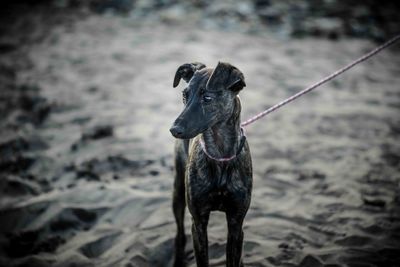 Close-up of dog on beach