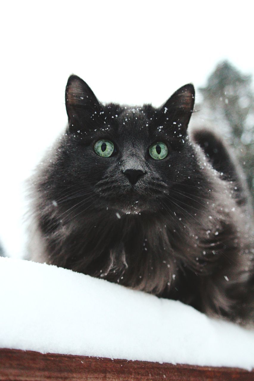 CLOSE-UP PORTRAIT OF CAT