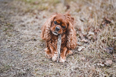 Portrait of dog on field