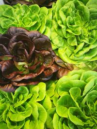 Full frame shot of green leaves