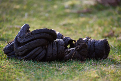 Close-up of turtle on field