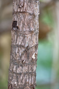 Close-up of tree trunk