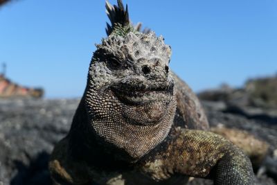 Close-up of lizard on rock against sky