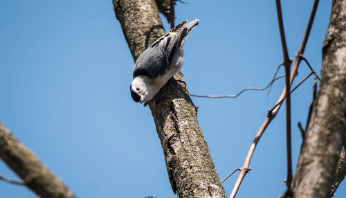 White breasted nuthatch upside down