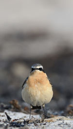 Close-up of bird perching on a land