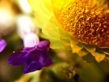 Macro shot of purple flowering plant