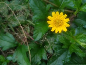 Close-up of yellow flowering plant