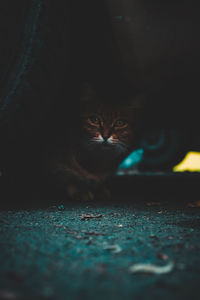 Portrait of cat on floor