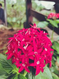 Close-up of pink flowering plant