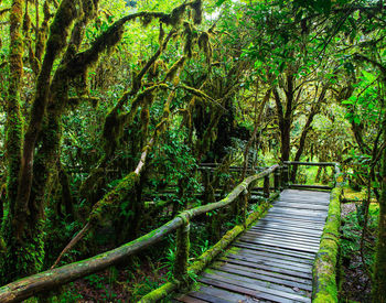 Boardwalk amidst trees in forest