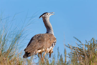 Bird perching on a plant