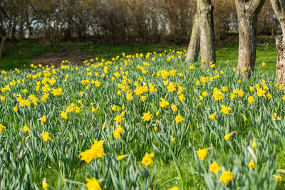 Yellow flowers growing in field
