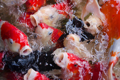 High angle view of koi carps swimming in sea