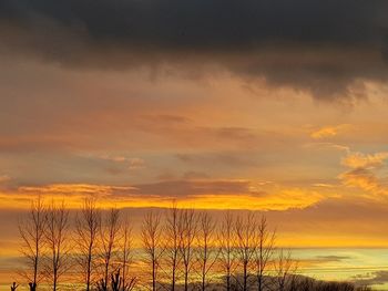 Silhouette plants against sky during sunset