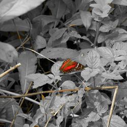 High angle view of butterfly on plant