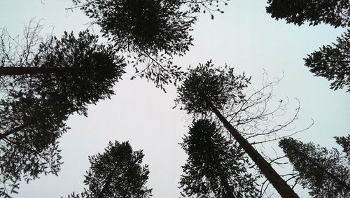 Low angle view of trees against clear sky