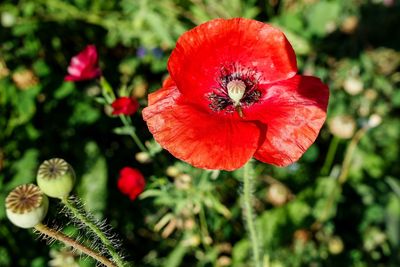 Close-up of red poppy flower