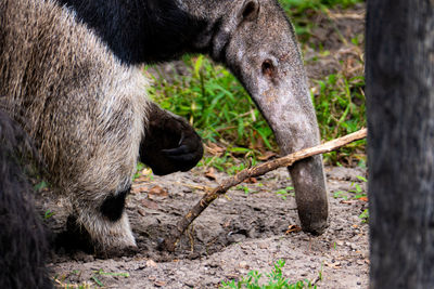 Anteater - scratching its head on a branch