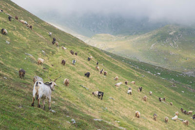 Flock of sheep grazing on field against sky