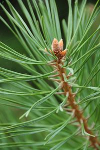 Close-up of pine tree