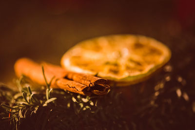 Close-up of insect on table