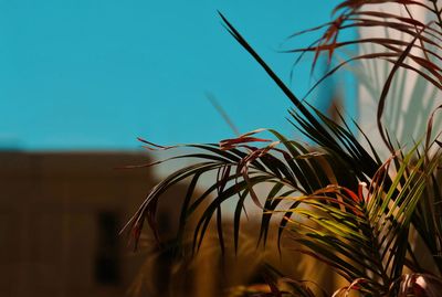 Low angle view of indoor plant against sky