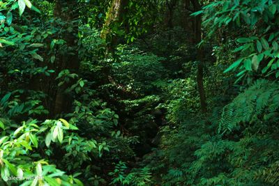 View of trees in forest