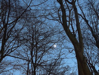 Low angle view of bare trees against sky