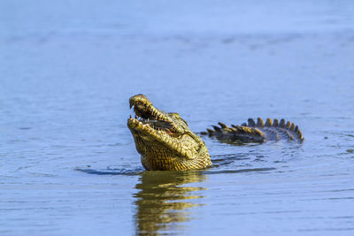 Close-up of crocodile feeding on fish in sea