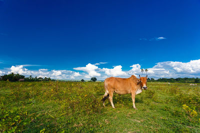 Cow standing in a field