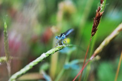 Close-up of insect on plant