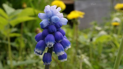 Close-up of purple flowers blooming