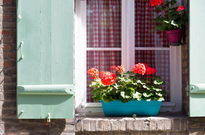 Flower pots on building window sill during sunny day