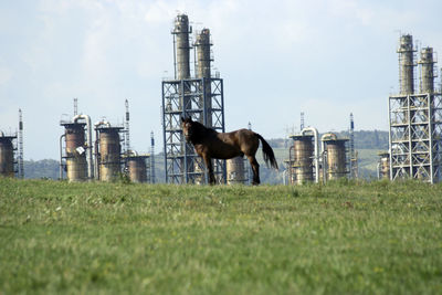 Horses in a field