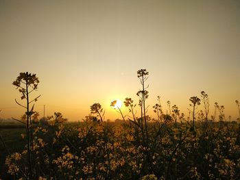 Plants growing on field against sky during sunset