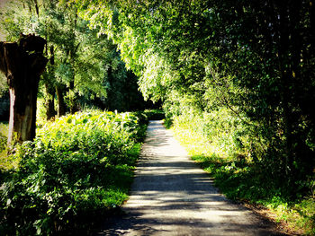 Footpath amidst trees