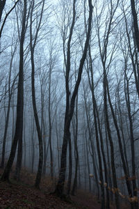 Bare trees in forest