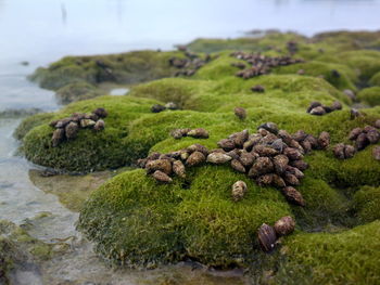 Close-up of moss and seaweeds on rock