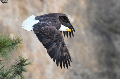 Close-up of bird flying