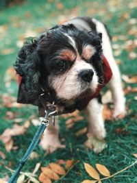 Close-up of a dog