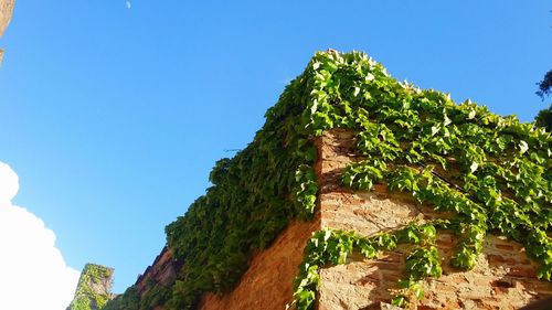 Low angle view of trees against clear blue sky