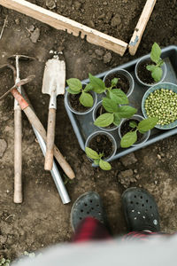 High angle view of potted plants