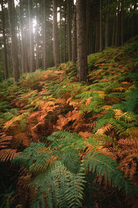 Pine trees in forest during autumn
