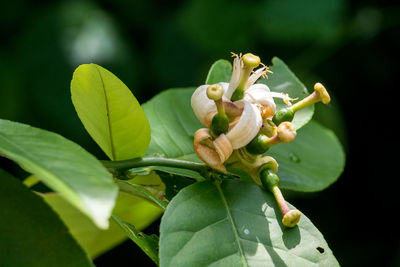 Close-up of lemon blossom