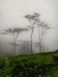 Trees on field against sky